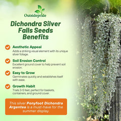 Dichondra Silver Falls seeds in soil preparation