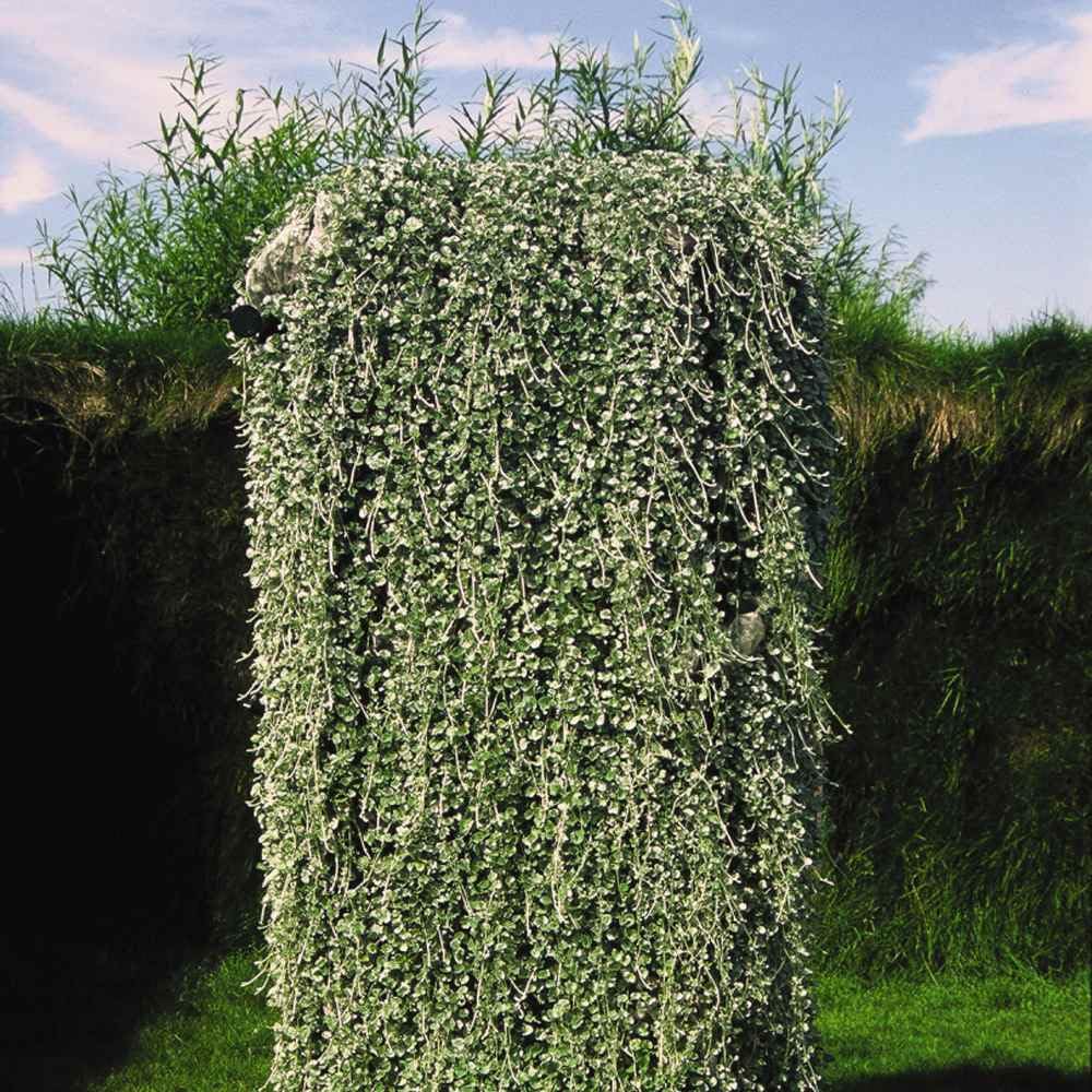 Dichondra Silver Falls thriving in lighted garden area