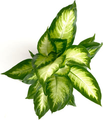 Dieffenbachia Camille in a stylish indoor setting on a desk
