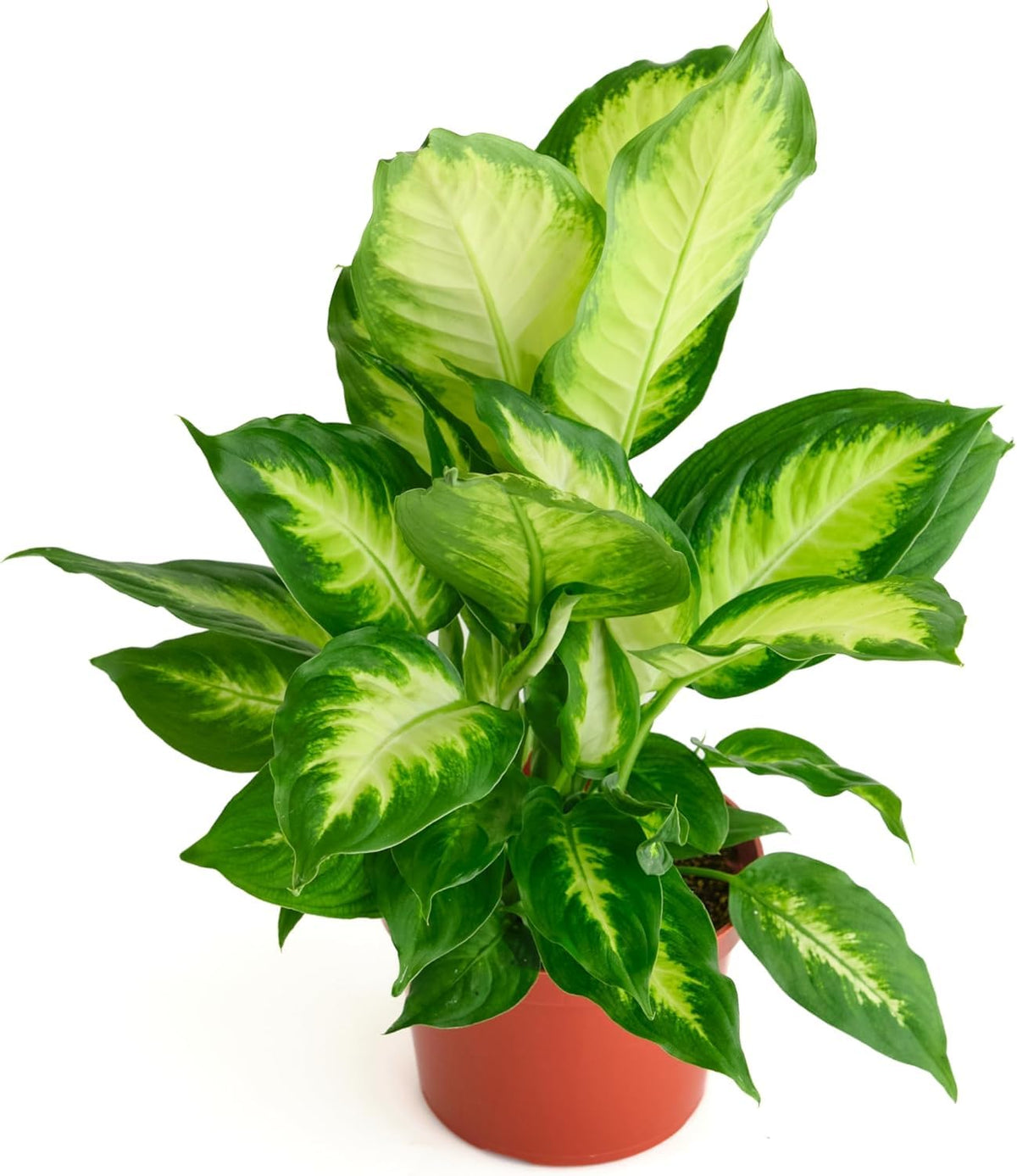 Dieffenbachia Camille live indoor plant with variegated leaves in 6 inch pot
