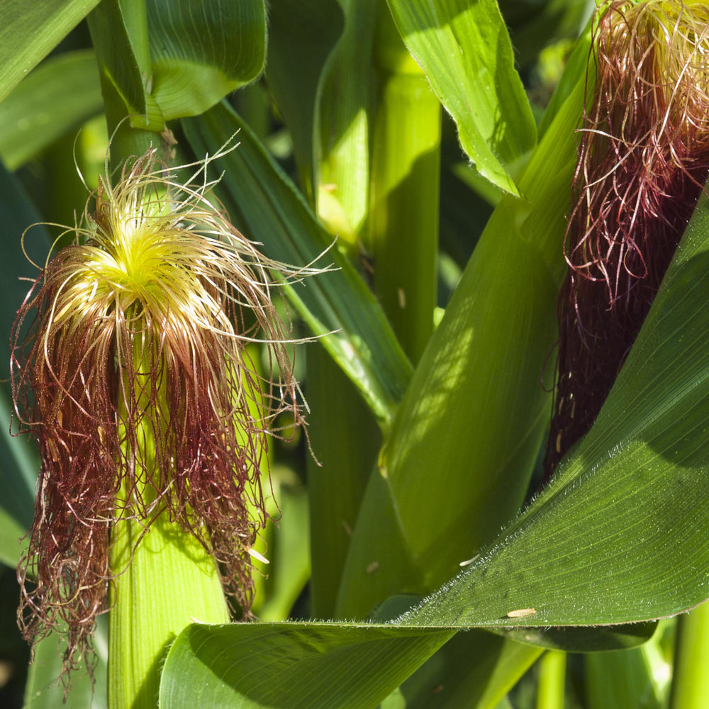 Different colors of corn kernels on display