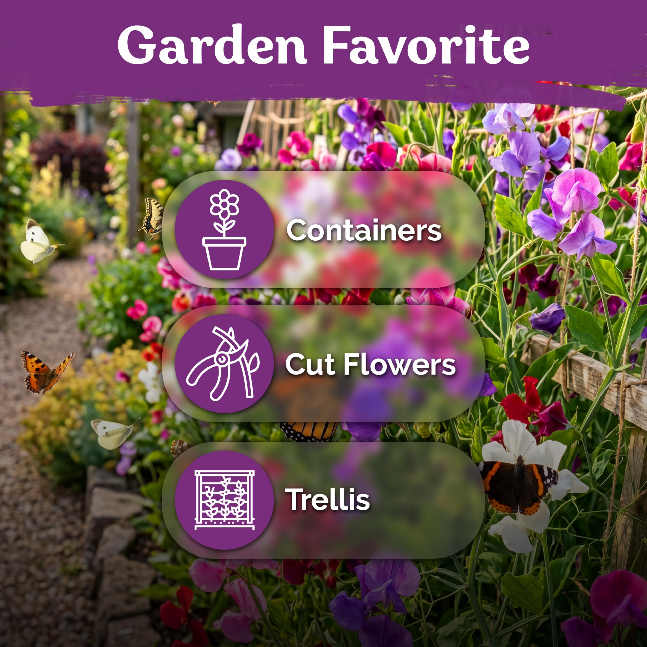 Different colour blooms of KVITER Sweet Pea flowers