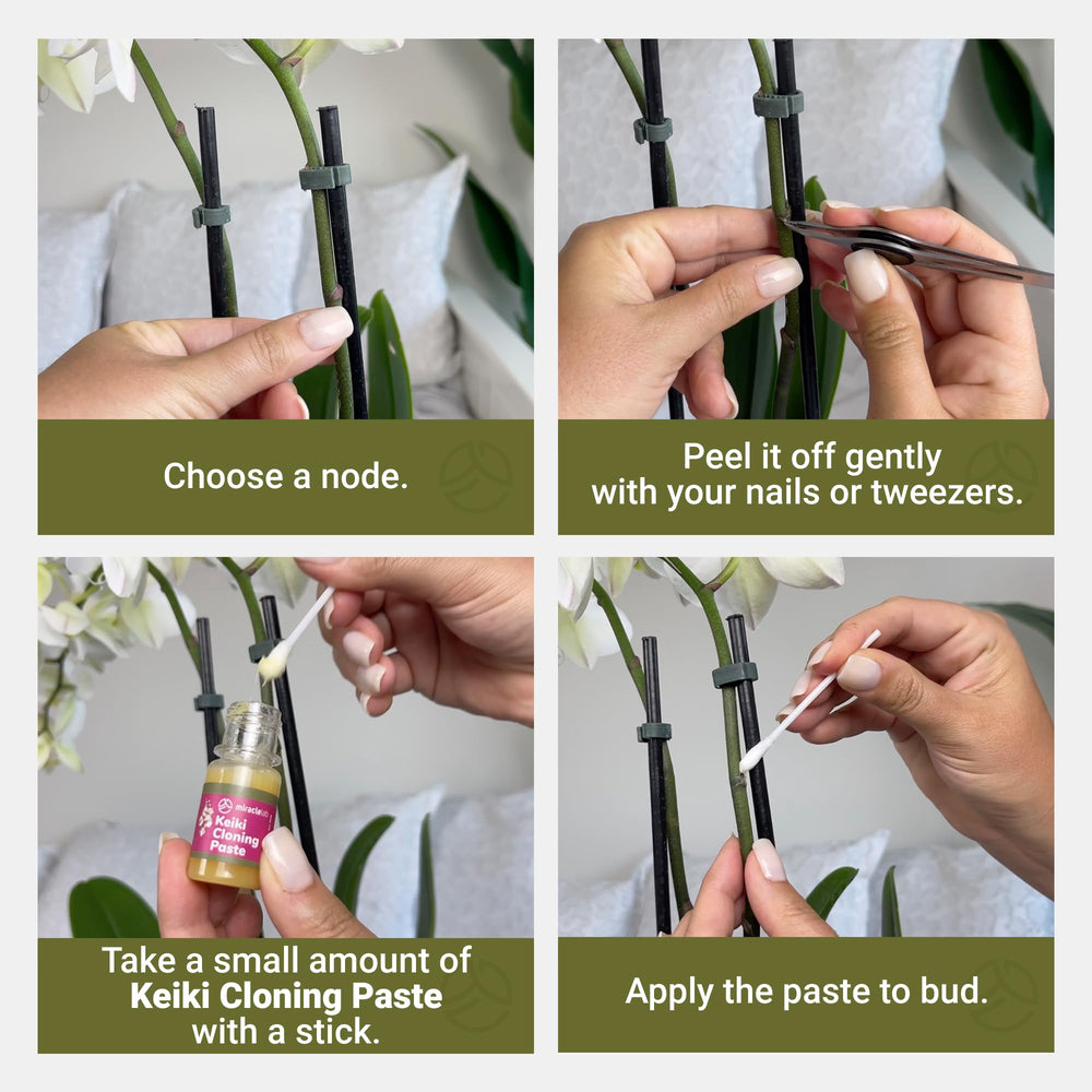 Different plants suitable for Keiki Cloning Paste use