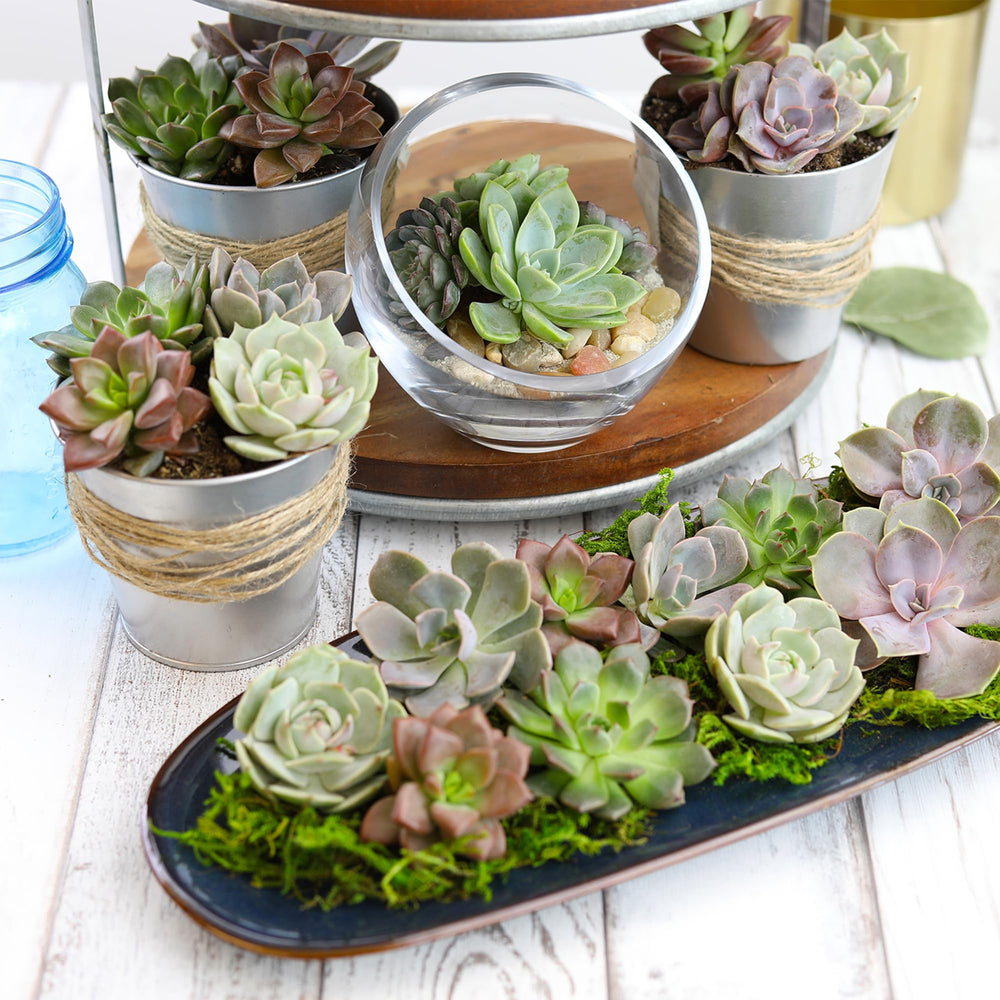Different shapes and colours of Altman Plants succulents