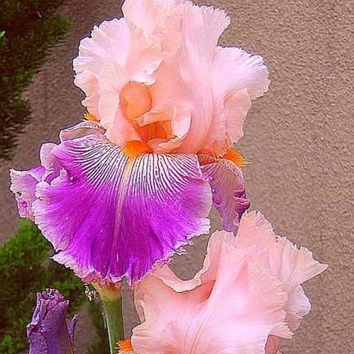Different shapes and sizes of iris blooms