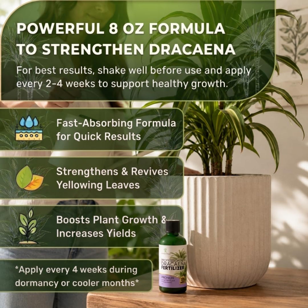 Diluting Leaves and Soul Dracaena Plant Fertilizer Liquid for use
