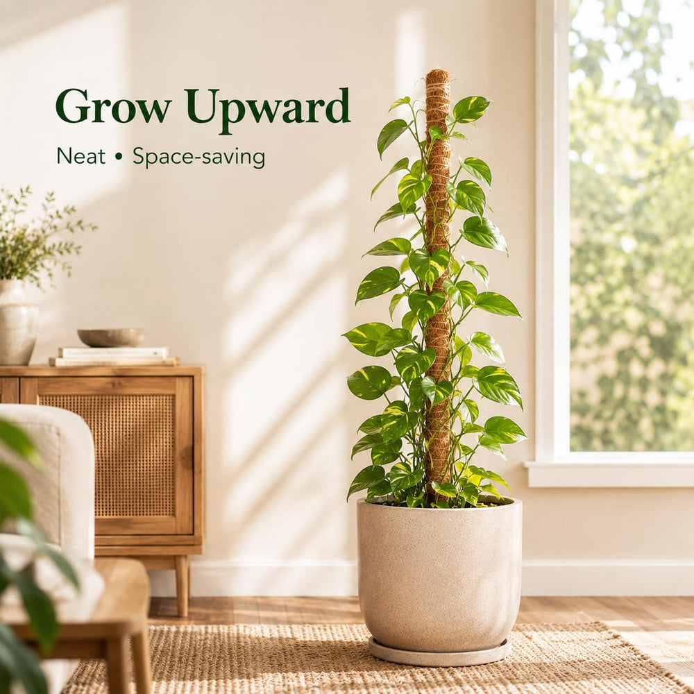Dimpoo moss pole in use supporting Monstera plant