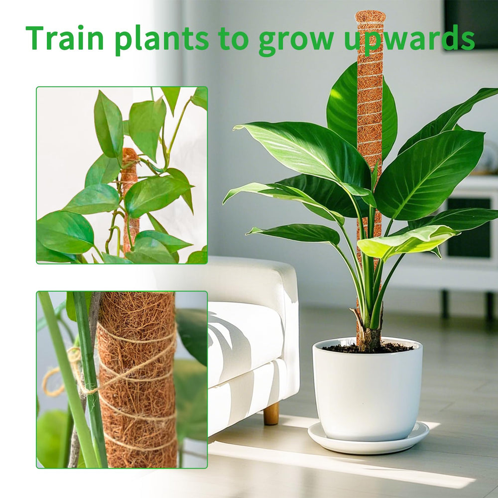 Dimpoo moss pole installed in a pot with Monstera plant