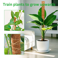 Dimpoo moss pole installed in a pot with Monstera plant