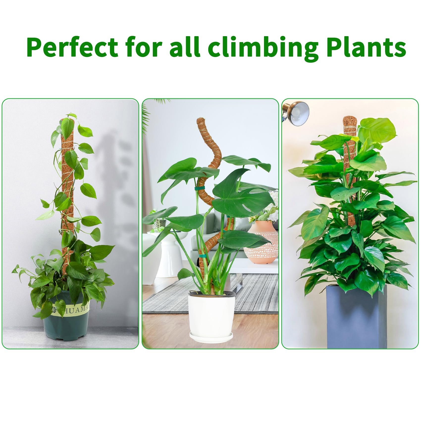 Dimpoo moss pole shaped in a spiral form with climbing plant