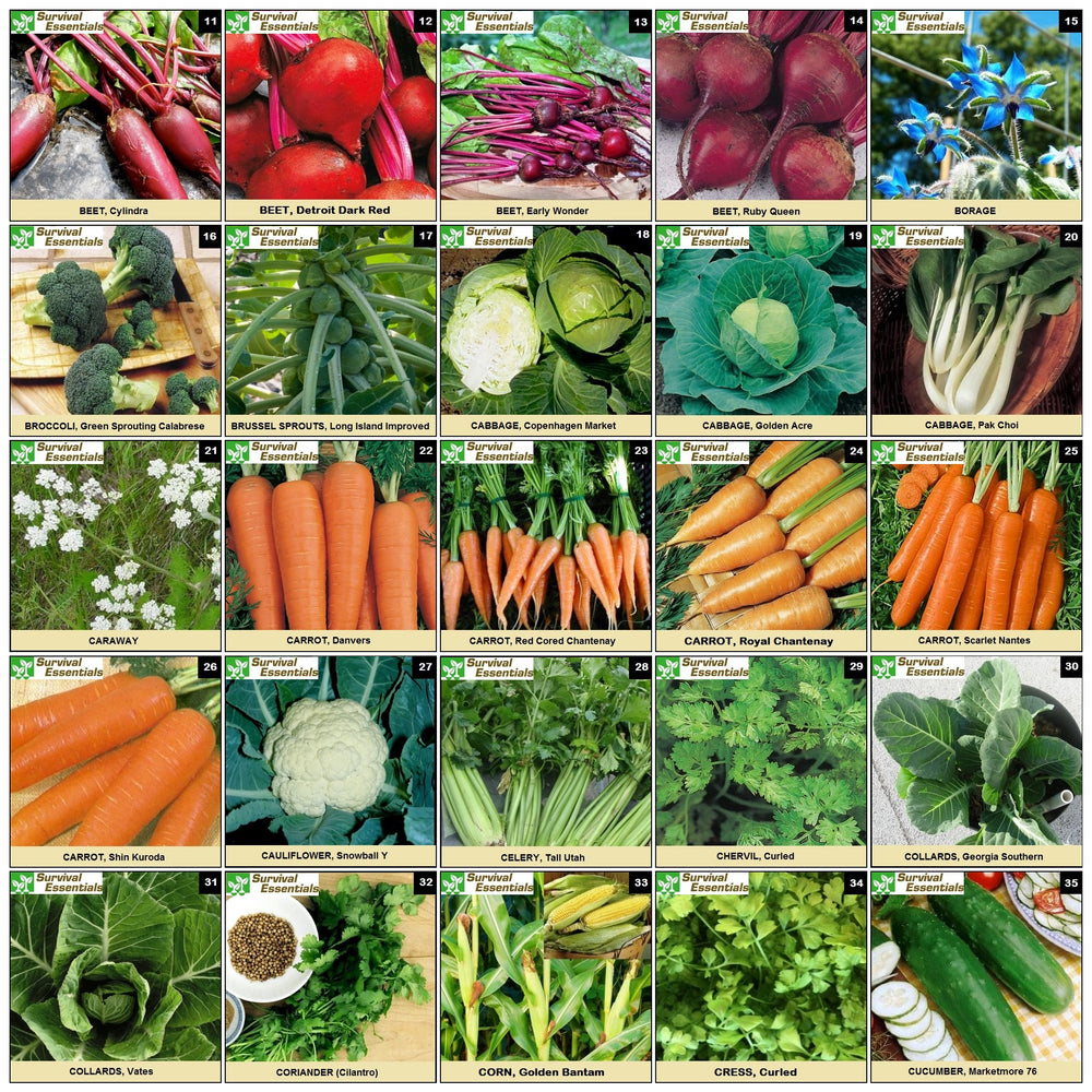 Diverse heirloom seeds from Survival Essentials Seed Vault