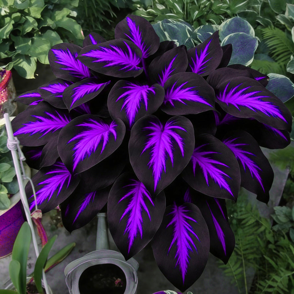 Diverse Hosta plants in a garden setting