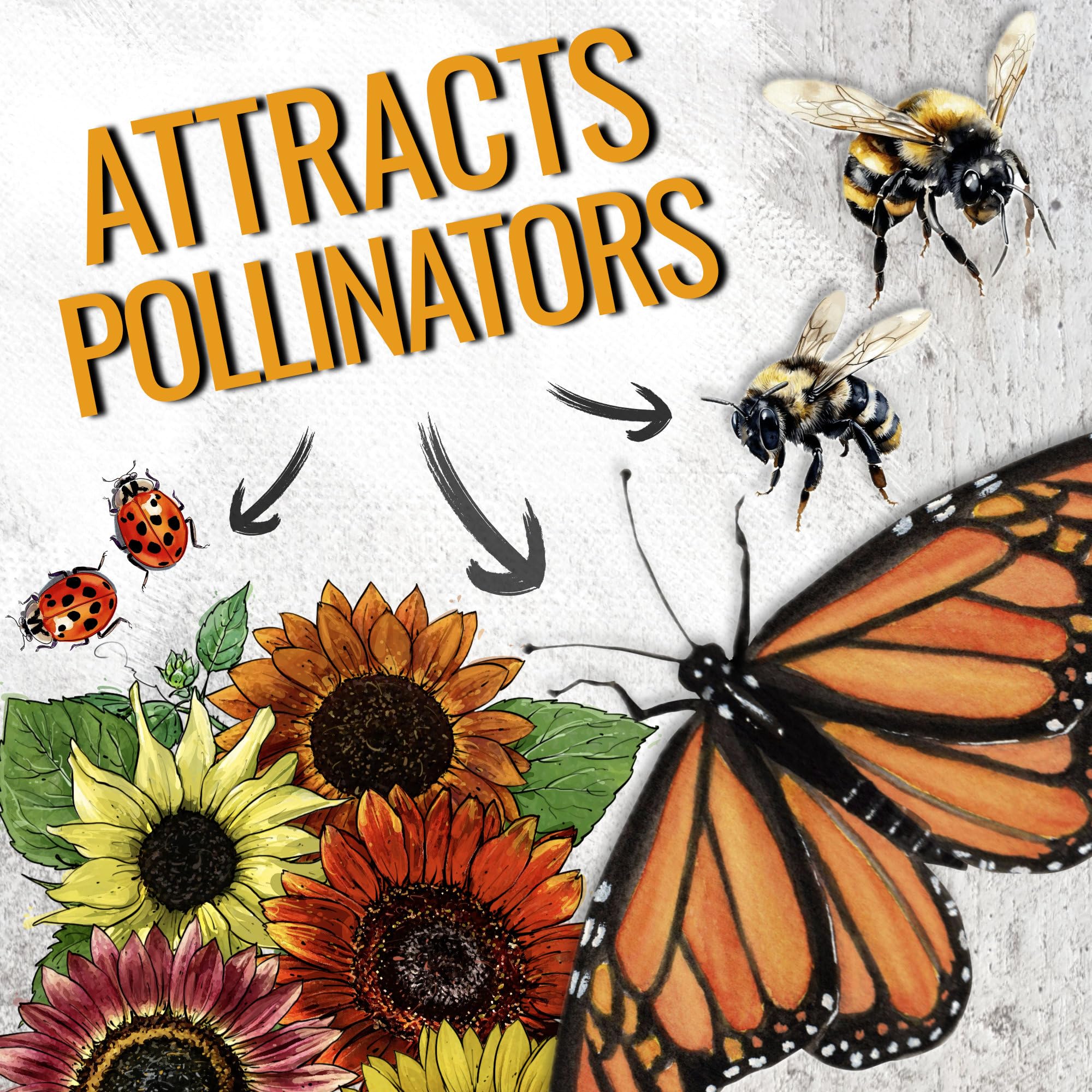 Diverse sunflowers in garden for butterfly attraction