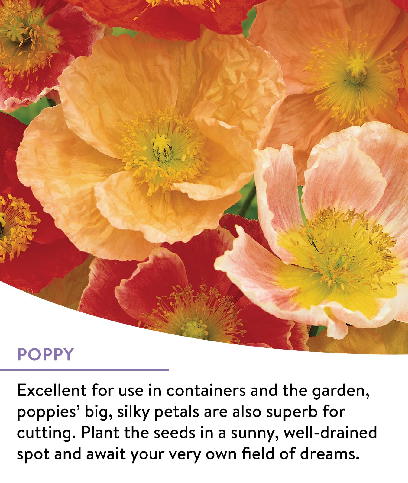 Diverse wildflower varieties including Cornflower and Zinnia