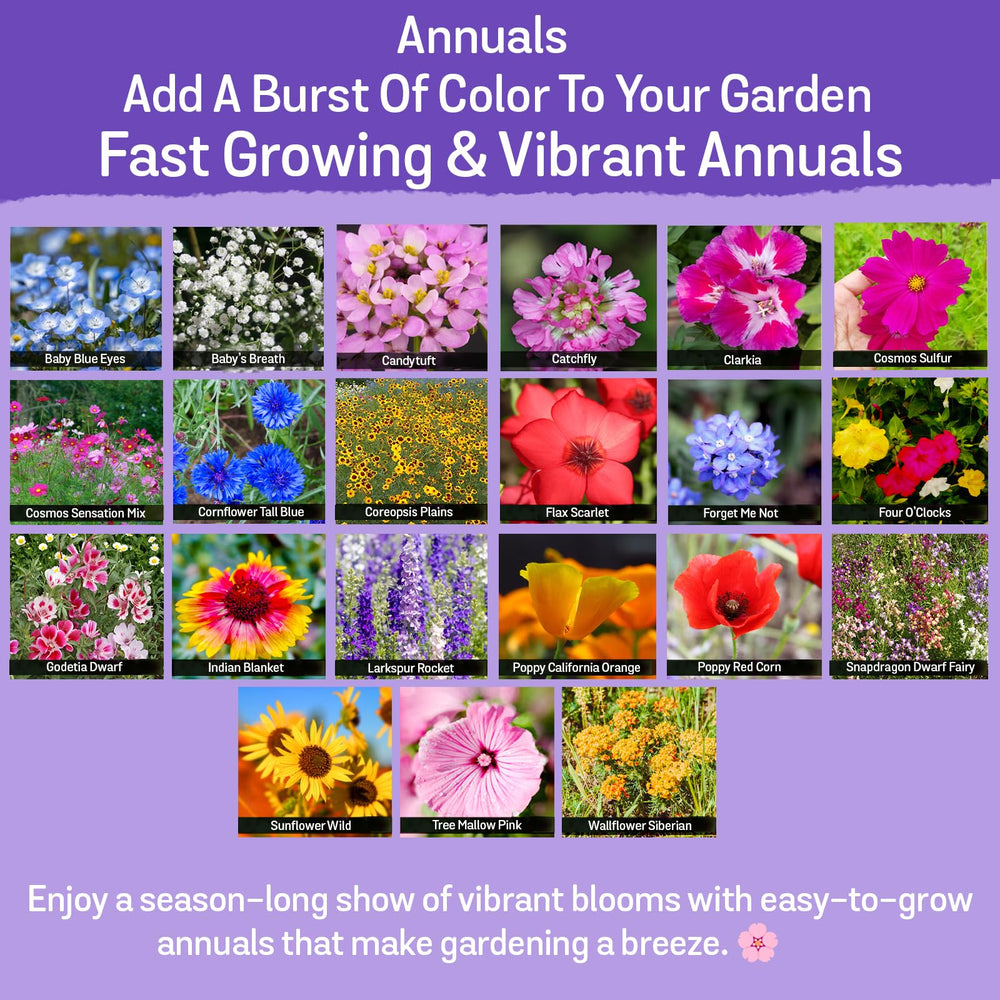 Diverse wildflowers blooming in a garden