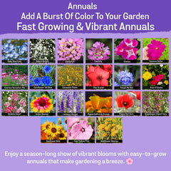 Diverse wildflowers blooming in a garden