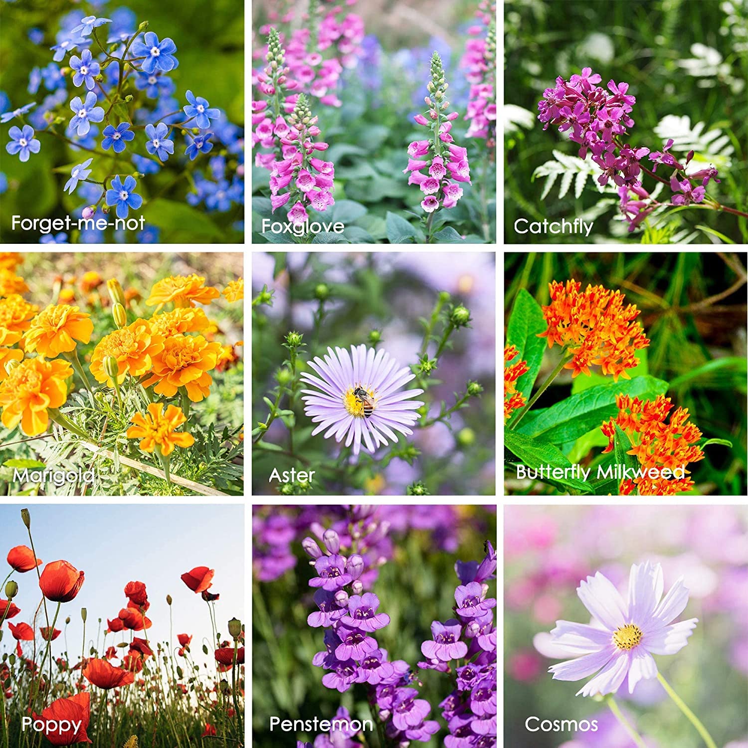 Diverse wildflowers in a vibrant garden setting