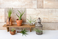 DIY terrarium with Tillandsia air plants