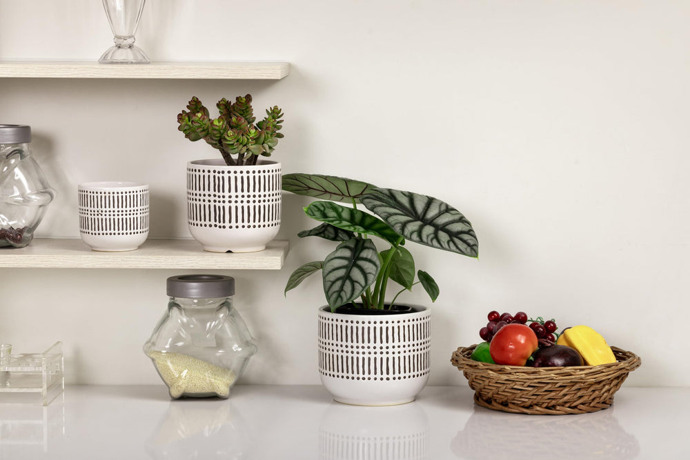 Docrin 5.3-inch ceramic pot with herb planted