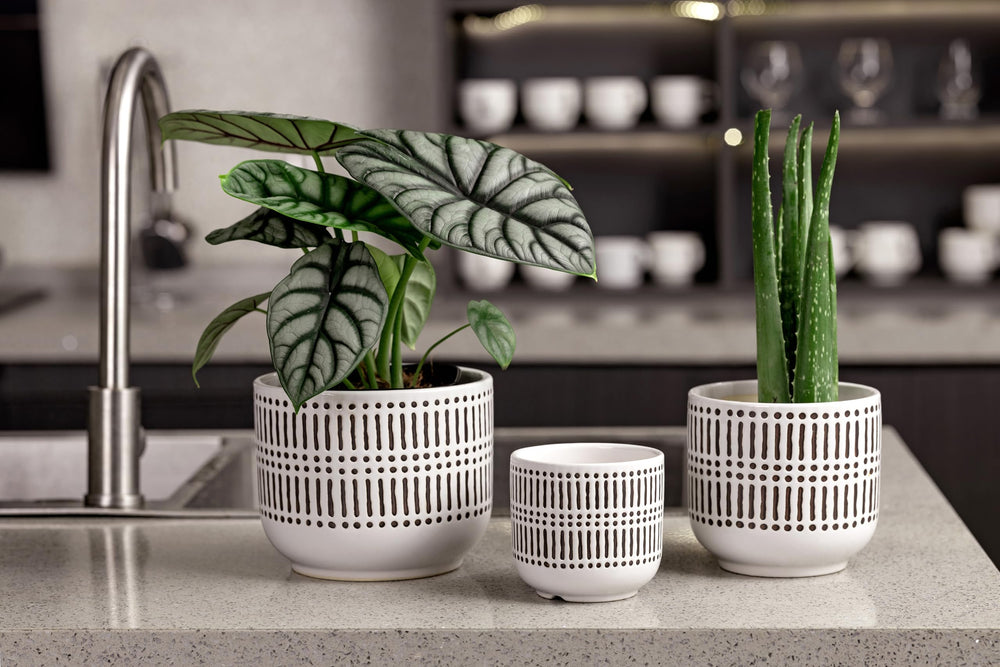 Docrin 6.5-inch ceramic pot with succulent plant