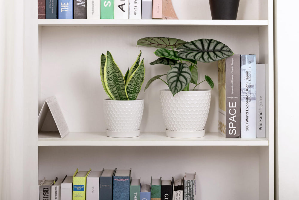 Docrin Ceramic Pot set with two sizes side by side