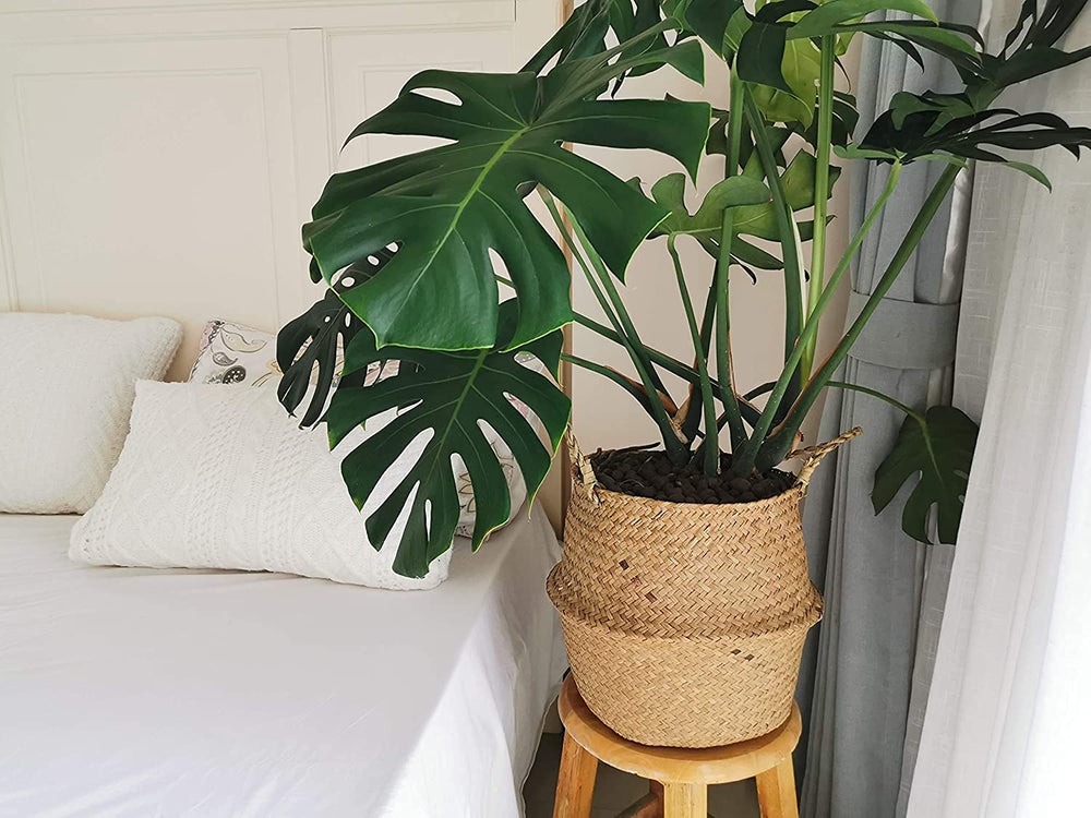 DOKOT Seagrass Plant Basket with groceries, picnic setup