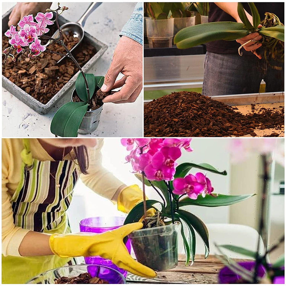Doter All Purpose Orchid Soil in a pot with orchids