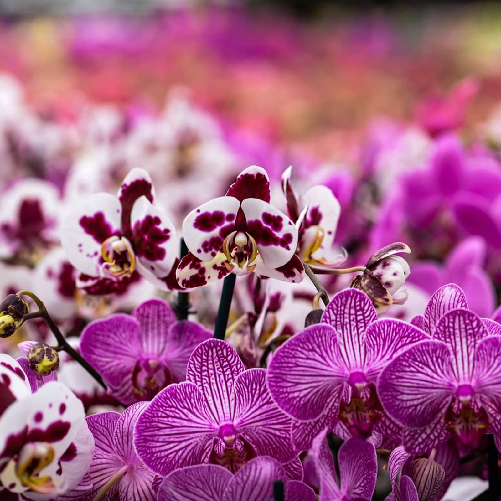 Doter Orchid Potting Mix packaging details