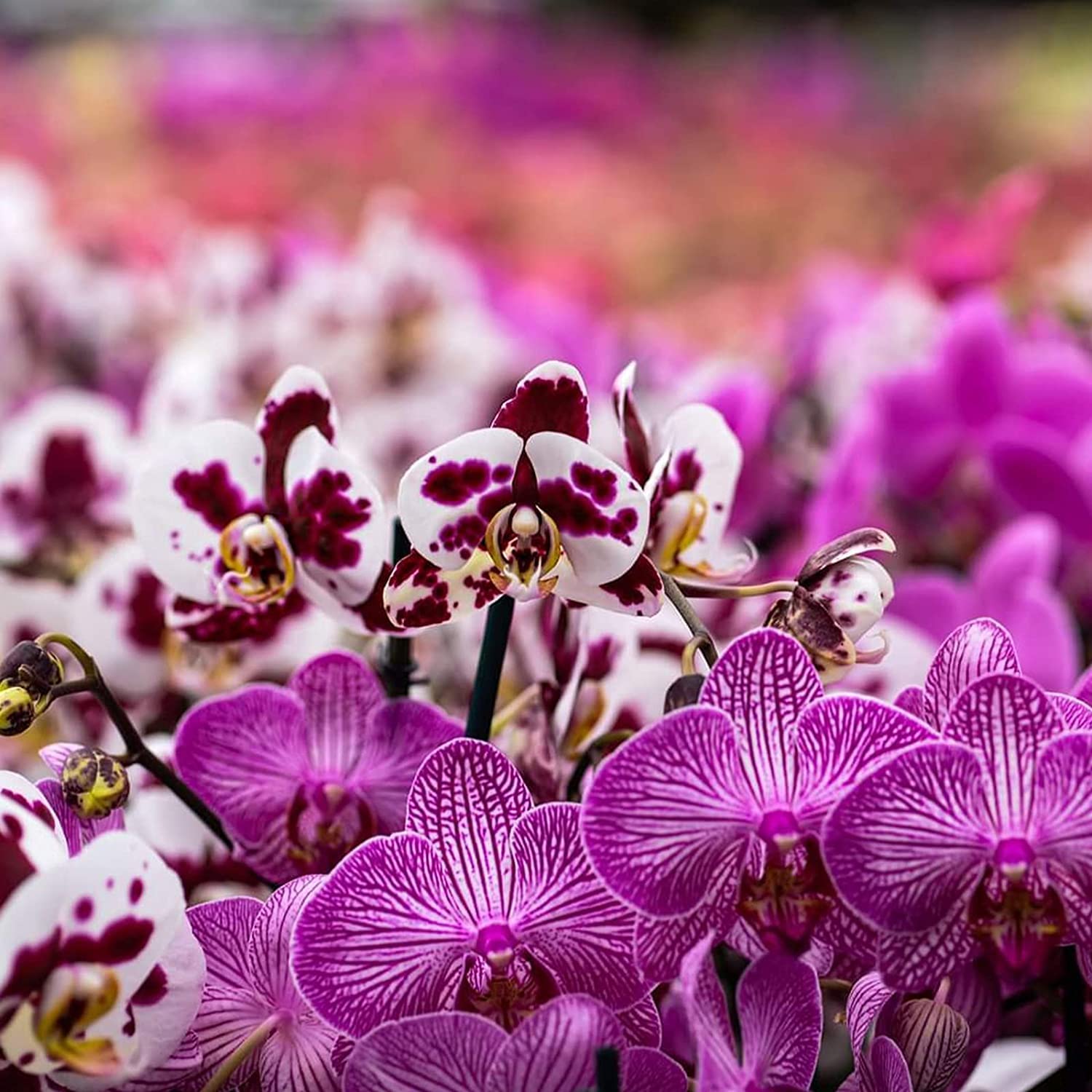 Doter Orchid Soil showing texture and material composition