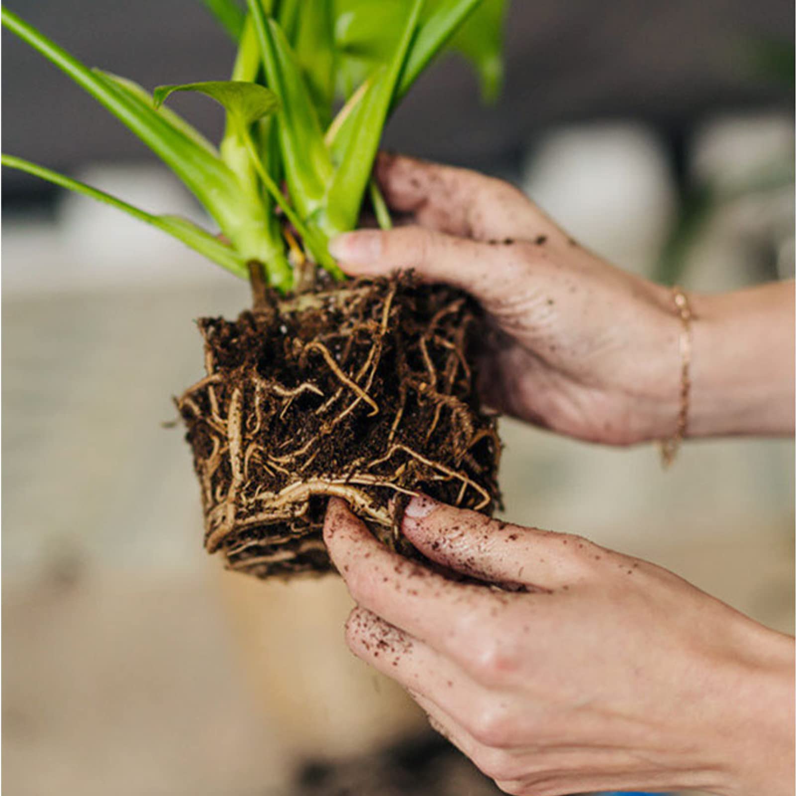 Doter Organic Sphagnum Peat Moss being poured into a pot