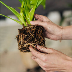 Doter Organic Sphagnum Peat Moss spread on soil