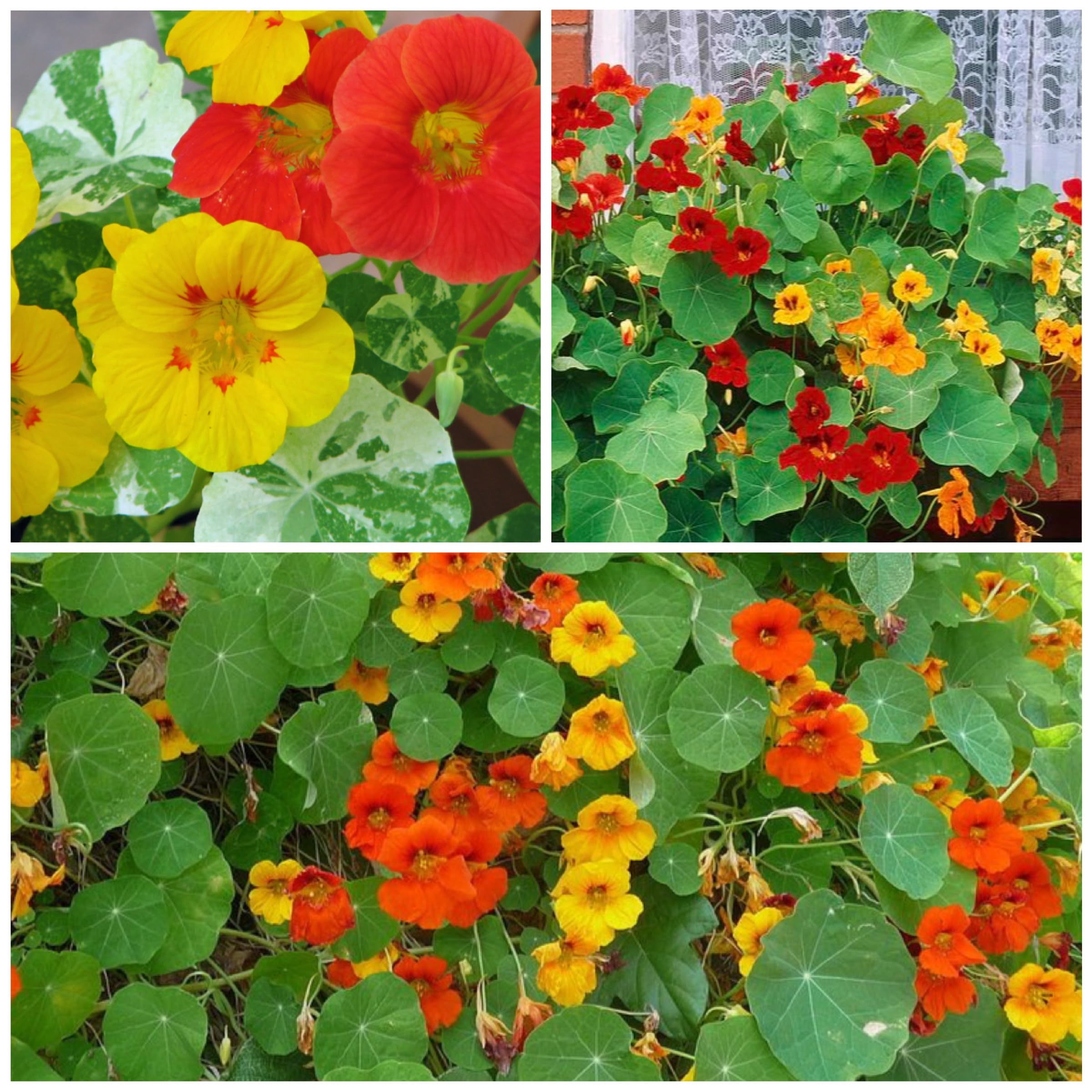 Double Gleam Nasturtium seeds in tear-resistant packaging