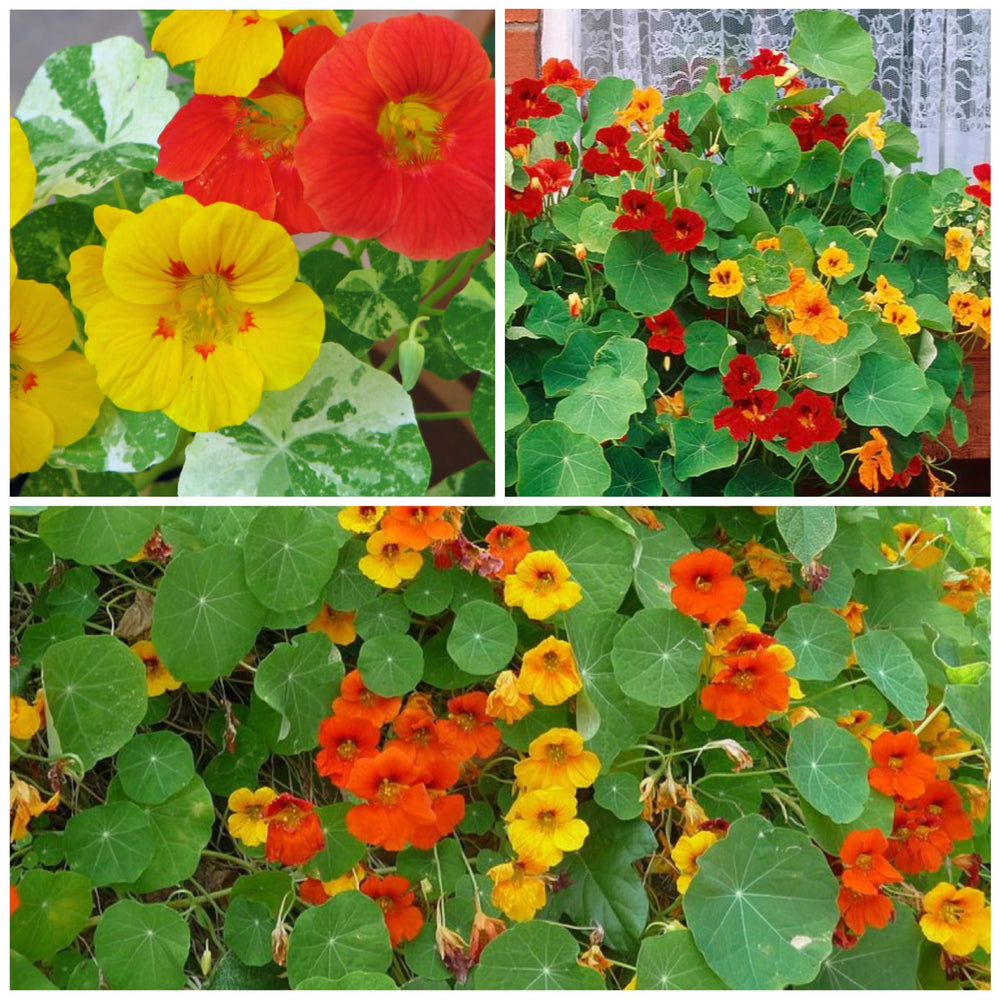 Double Gleam Nasturtium seeds in tear-resistant packaging