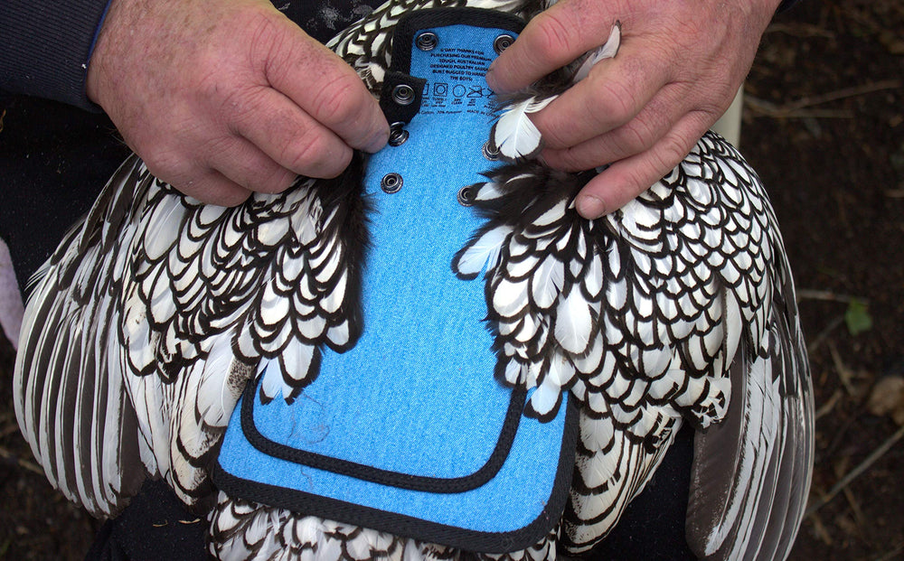 DOWN UNDER OUTDOORS Chicken Saddle flat lay view