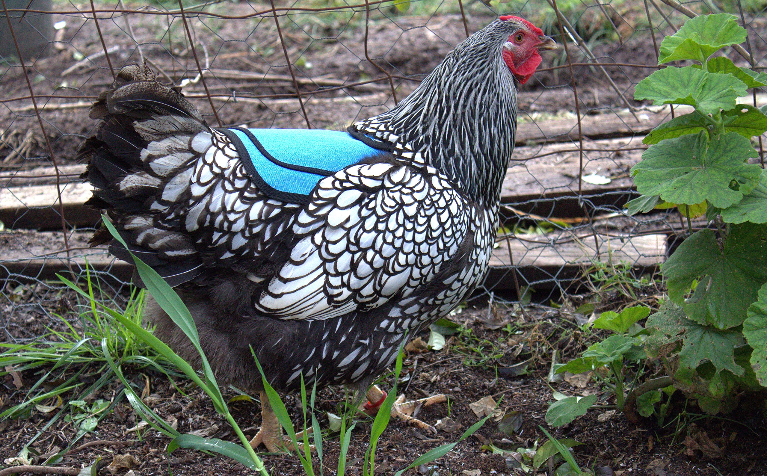 DOWN UNDER OUTDOORS Chicken Saddle showing durable cotton material