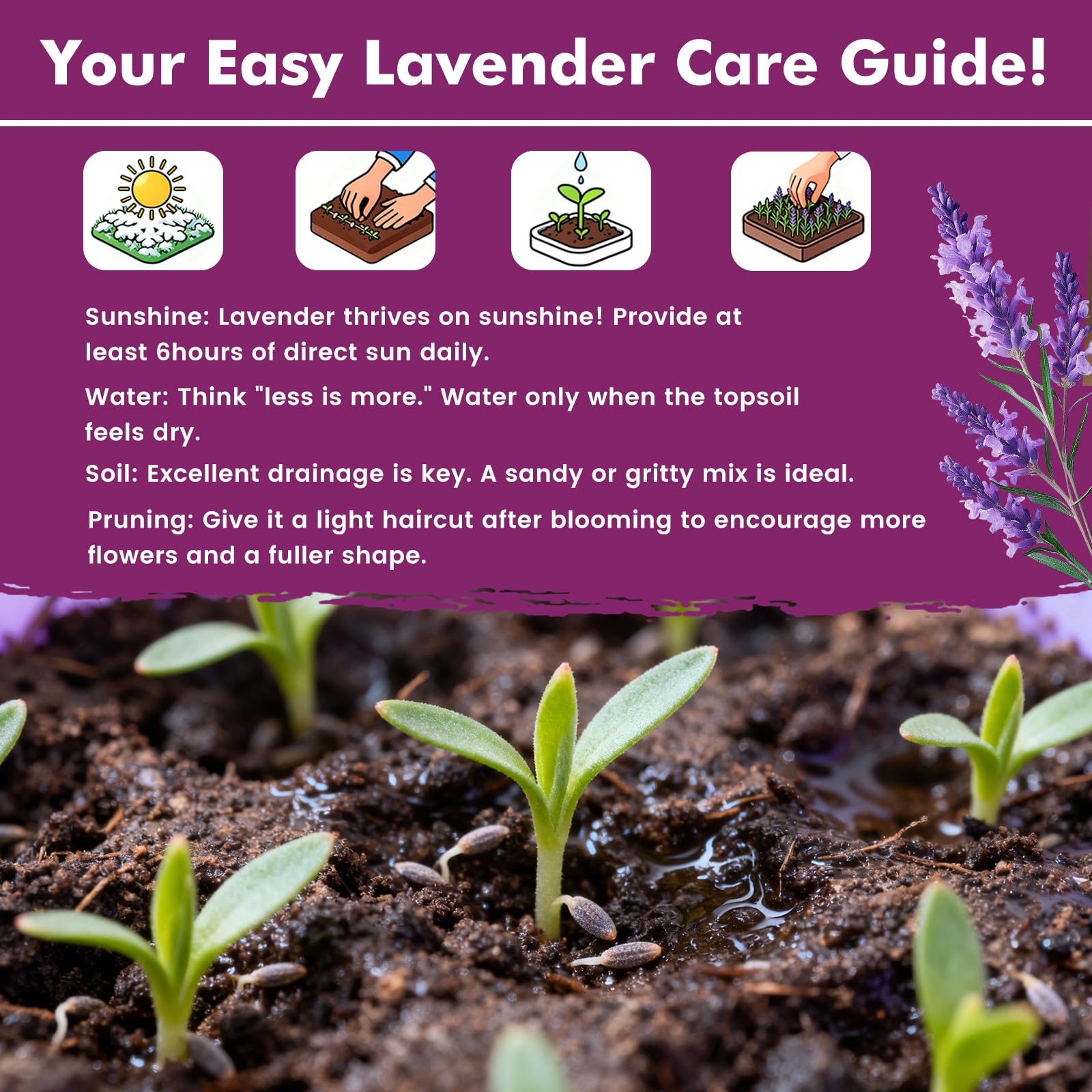Dried lavender bouquet made from PLANTMEW seeds