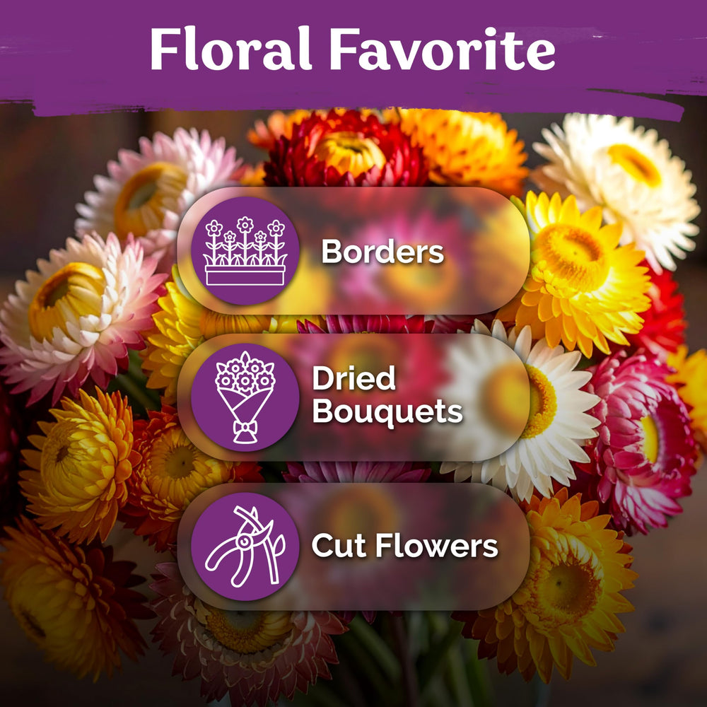 Dried strawflowers arranged in a decorative jar