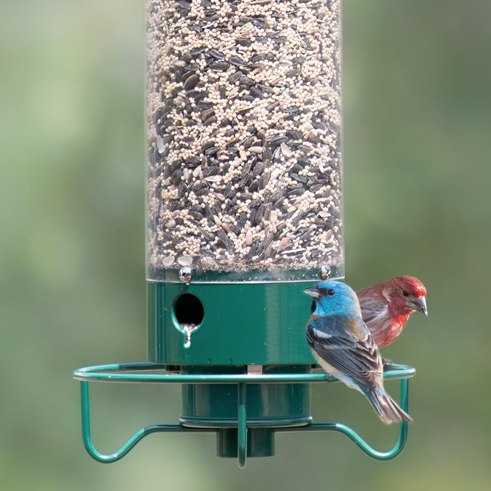 Droll Yankees feeder during squirrel deterrent action