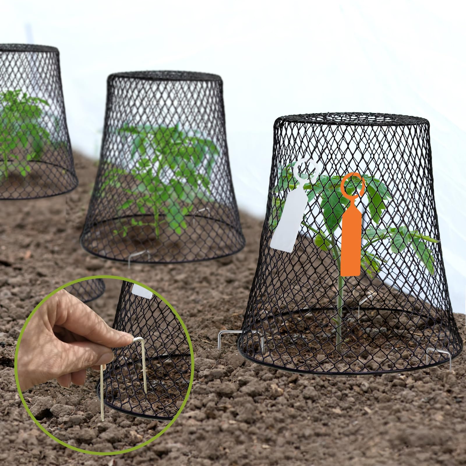 Dukelai chicken wire cloche demonstrating easy installation