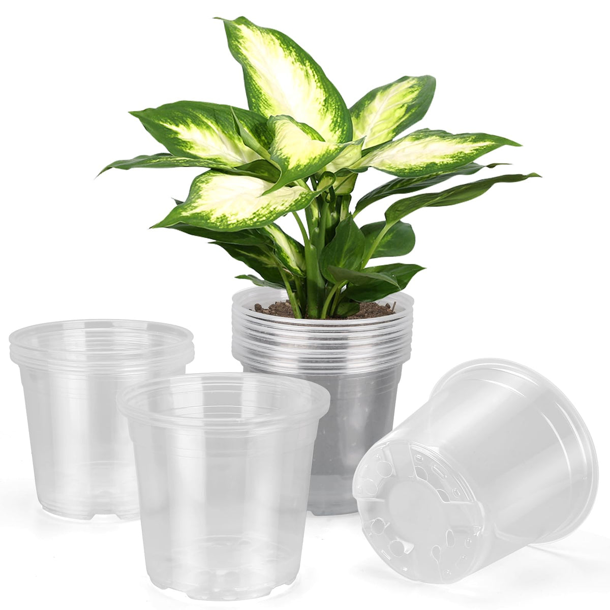 DUNPUTE 6 Inch Clear Nursery Pot front view