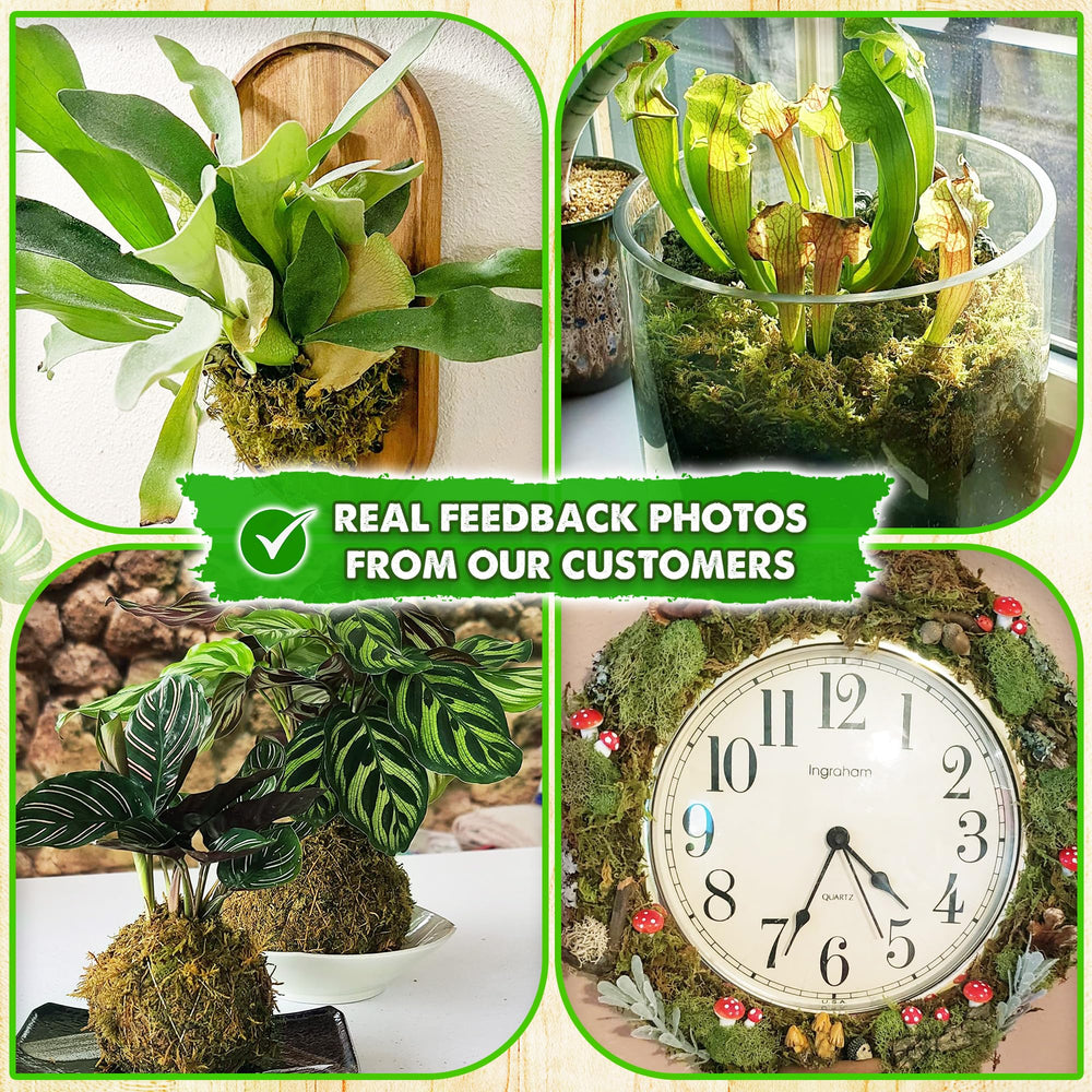 Duspro 10 Oz Real Dried Forest Moss in a potted orchid