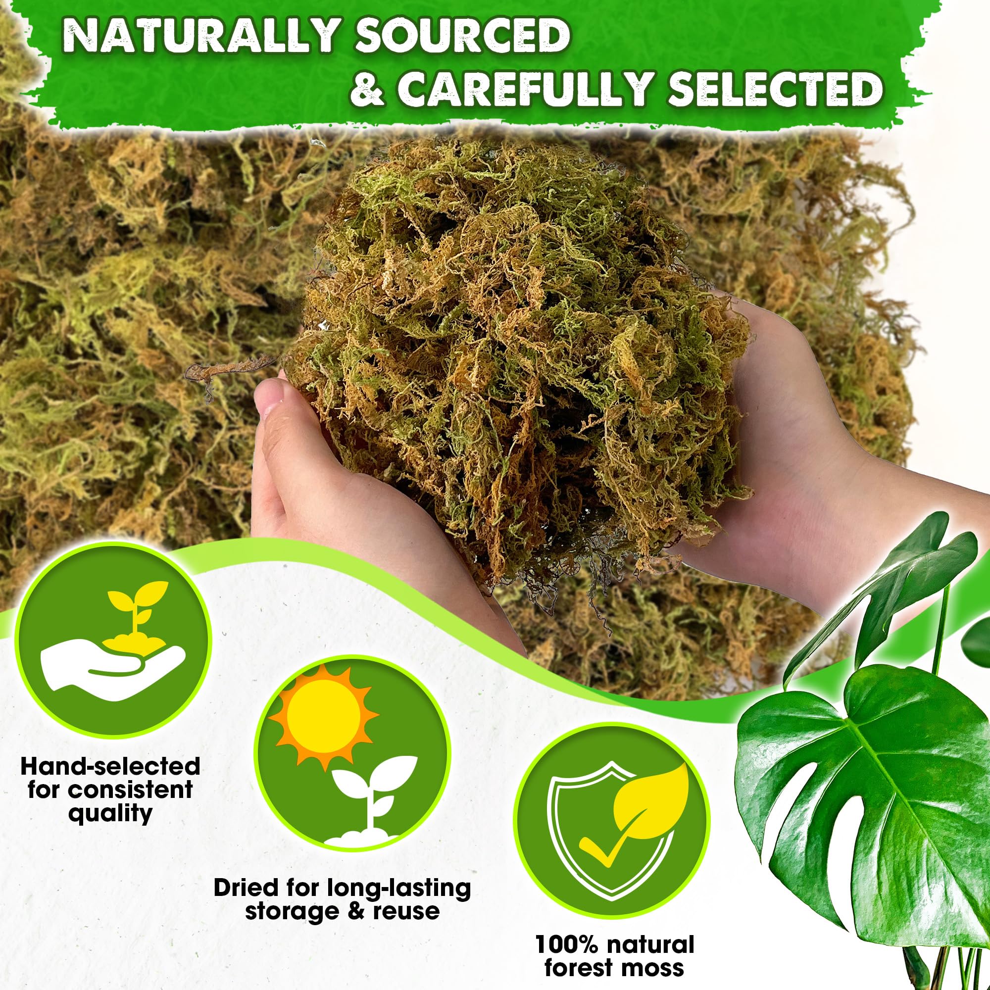 Duspro 10 Oz Real Dried Forest Moss packaging