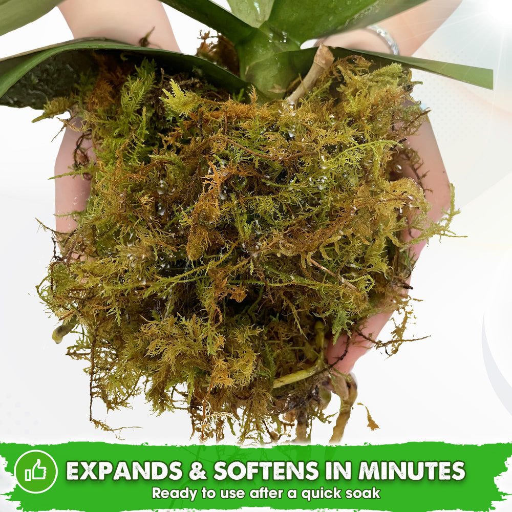 Duspro 2.1 Lbs Real Dried Forest Moss texture close-up