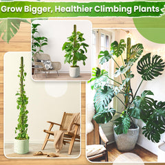 Duspro 22-inch moss pole with climbing plant attached