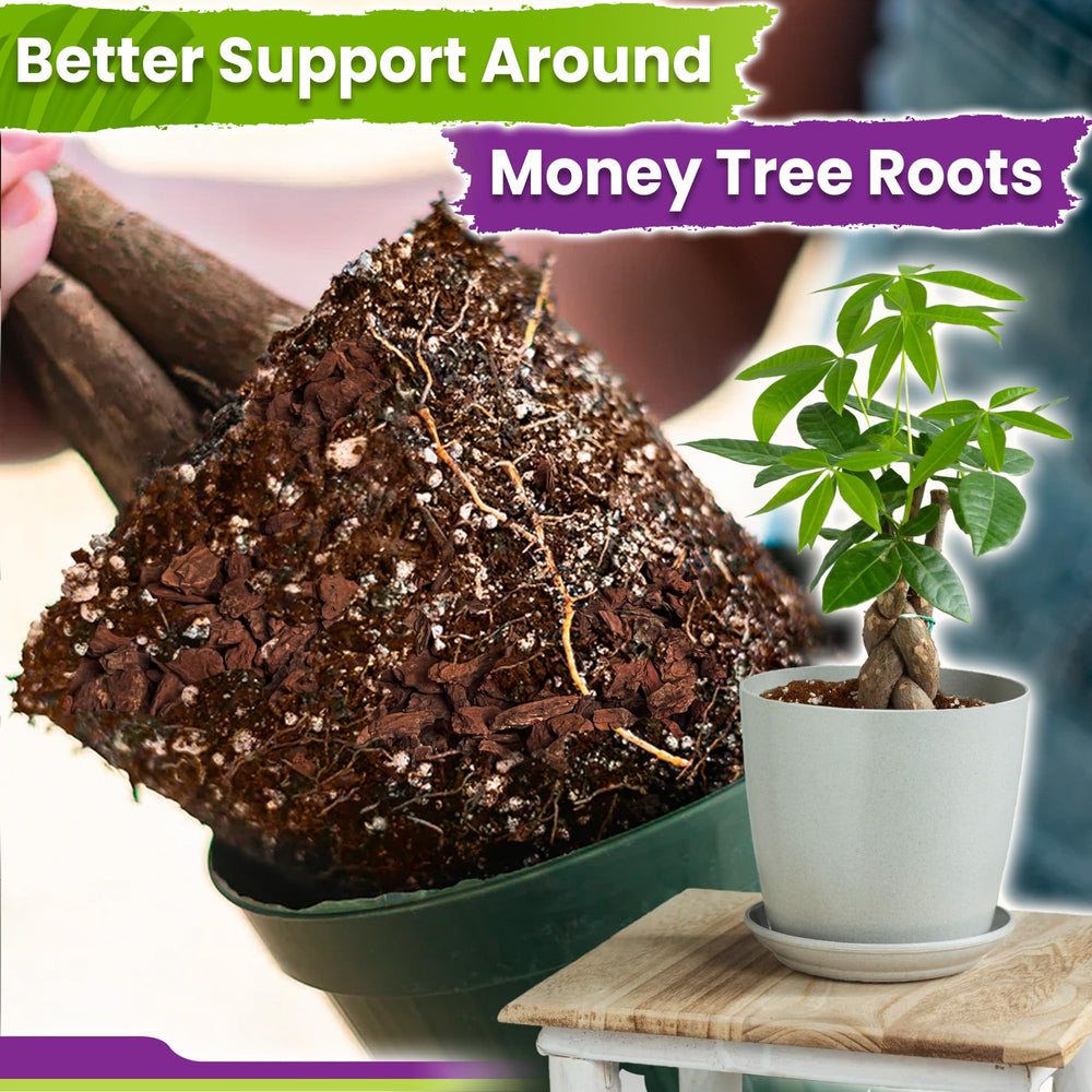Duspro Money Tree Soil 4 Quarts being poured into a pot