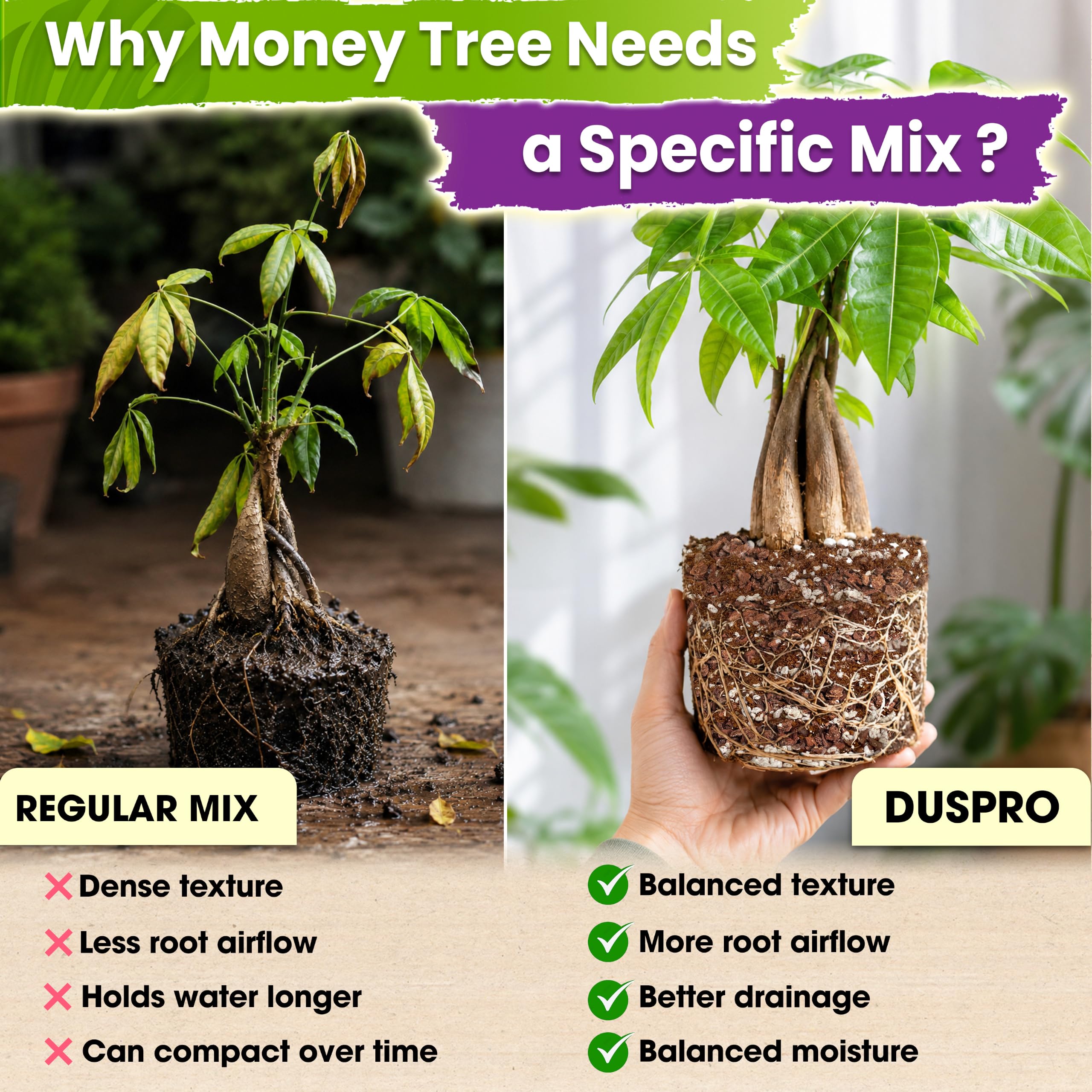 Duspro Money Tree Soil 4 Quarts in a pot with Money Tree