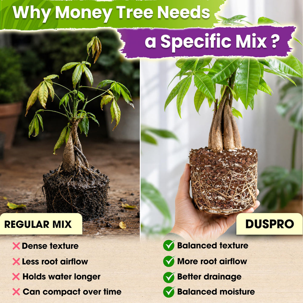 Duspro Money Tree Soil being poured into a pot