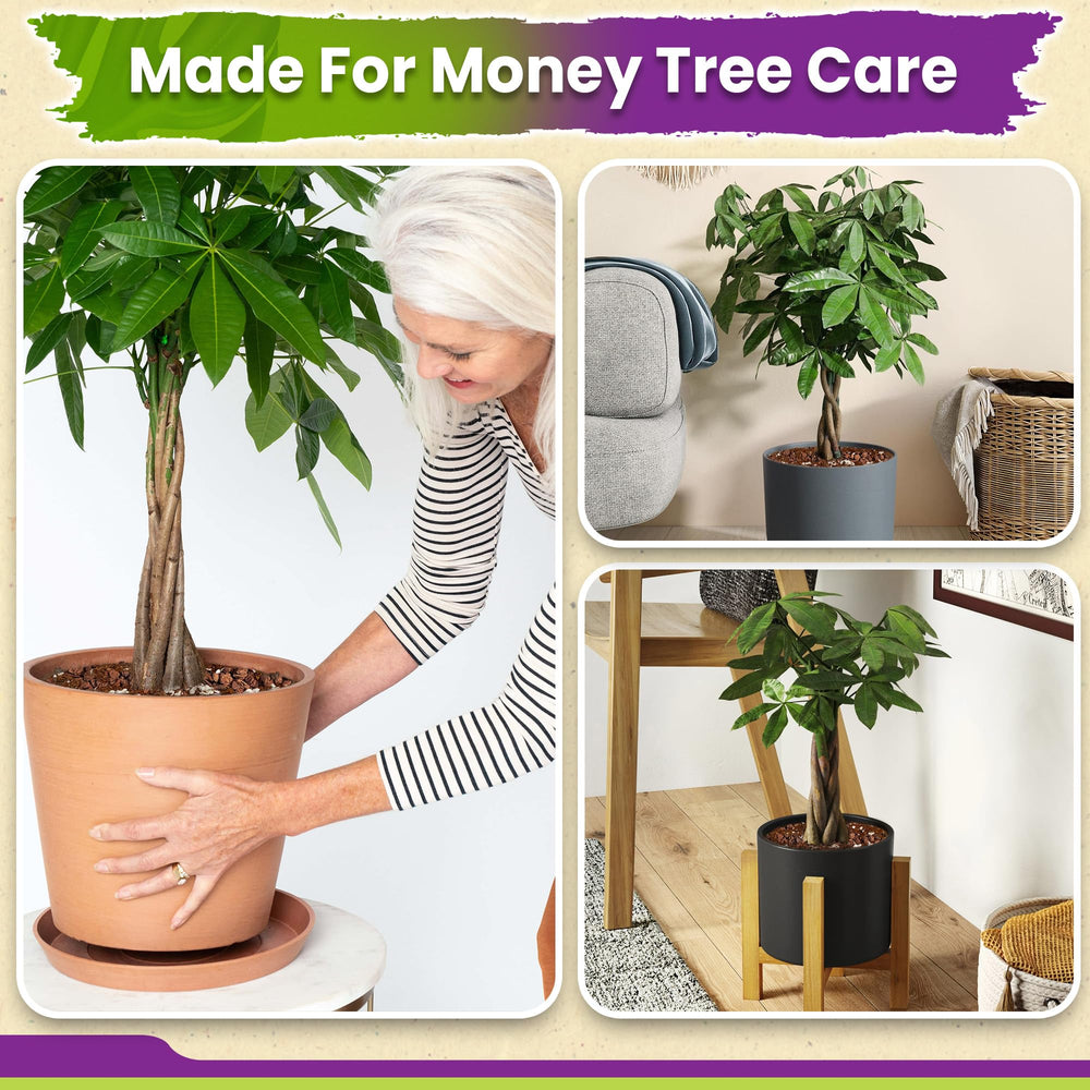 Duspro Money Tree Soil with measuring cup for easy use
