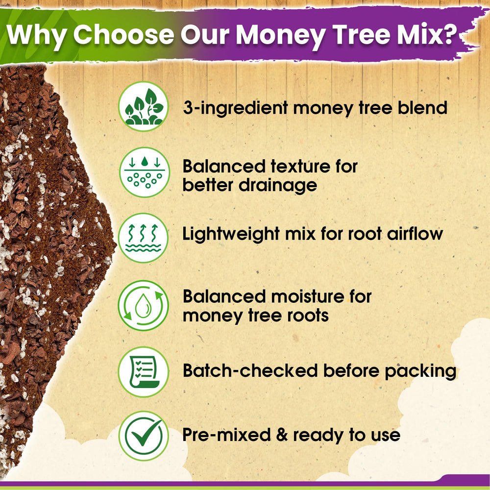 Duspro Money Tree Soil with Money Tree plants