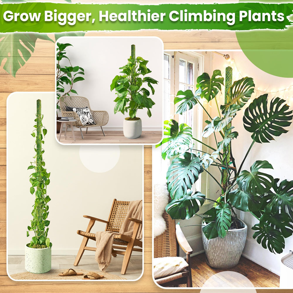 Duspro moss pole with climbing plant secured with jute twine